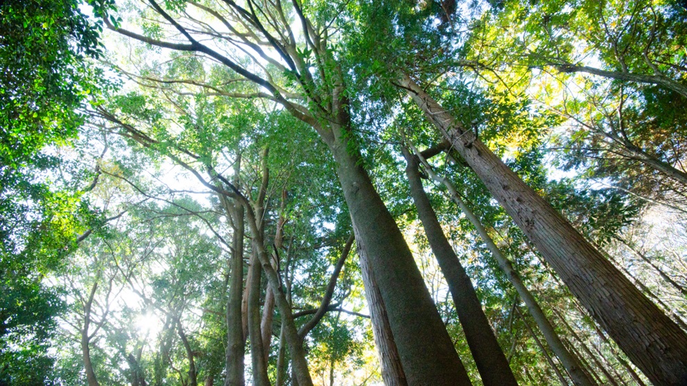 Forest Therapy Walks