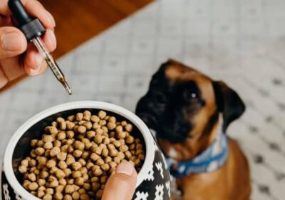 Serving suggestions for CBD dog capsules