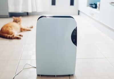 Do You Need a Pet Air Purifier Too? Some Answers